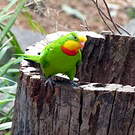 Perruche de Barraband