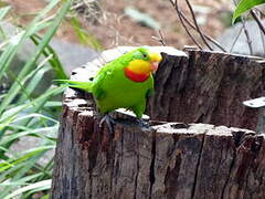 Superb Parrot