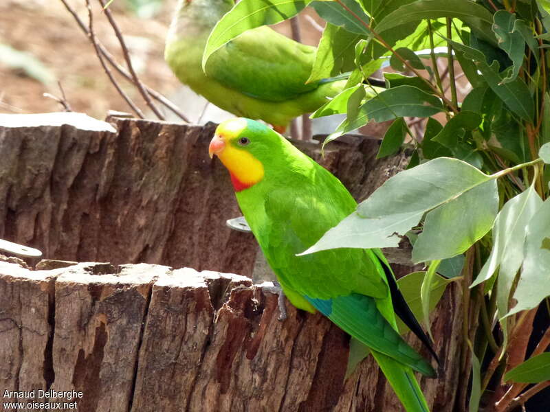 Superb Parrot, identification