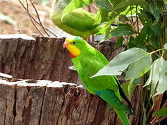 Superb Parrot