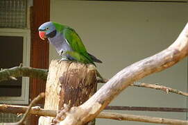 Lord Derby's Parakeet