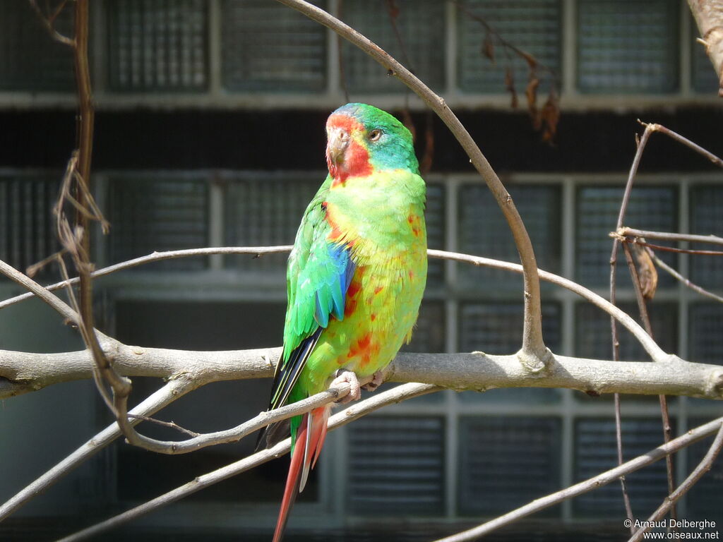 Swift Parrot