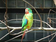 Swift Parrot