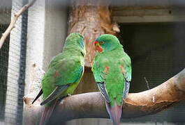 Swift Parrot