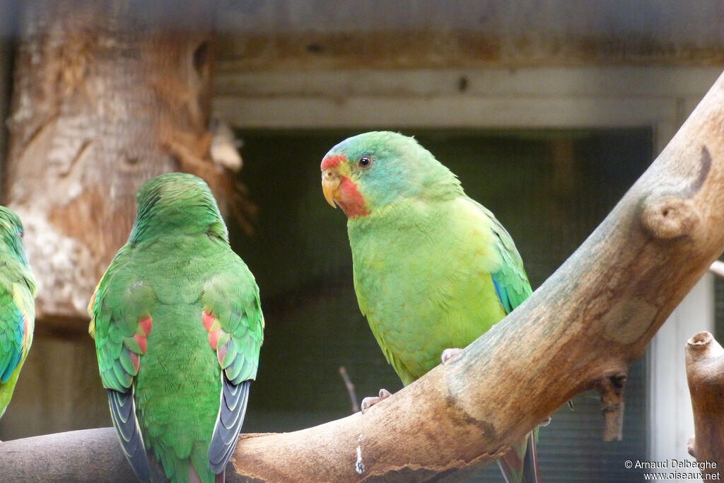 Swift Parrot