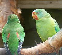 Swift Parrot