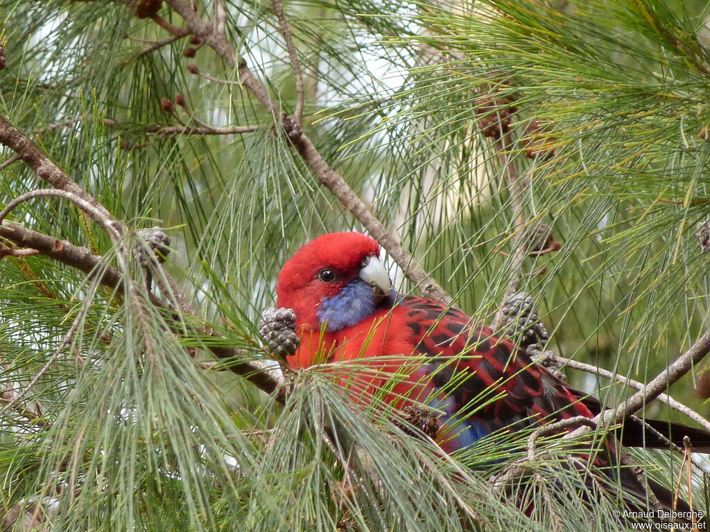 Crimson Rosella