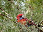 Perruche de Pennant