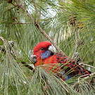Perruche de Pennant