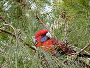 Perruche de Pennant