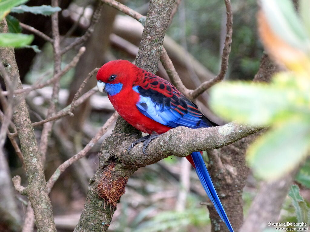 Crimson Rosella