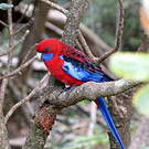 Perruche de Pennant