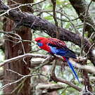 Perruche de Pennant
