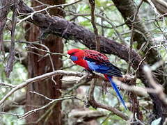 Crimson Rosella