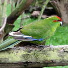 Perruche de Sparrman