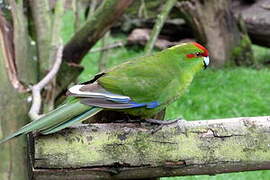 Red-crowned Parakeet