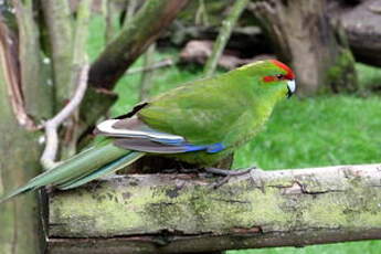 Perruche de Sparrman