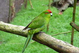 Red-crowned Parakeet