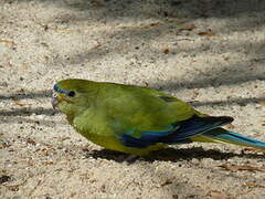 Elegant Parrot