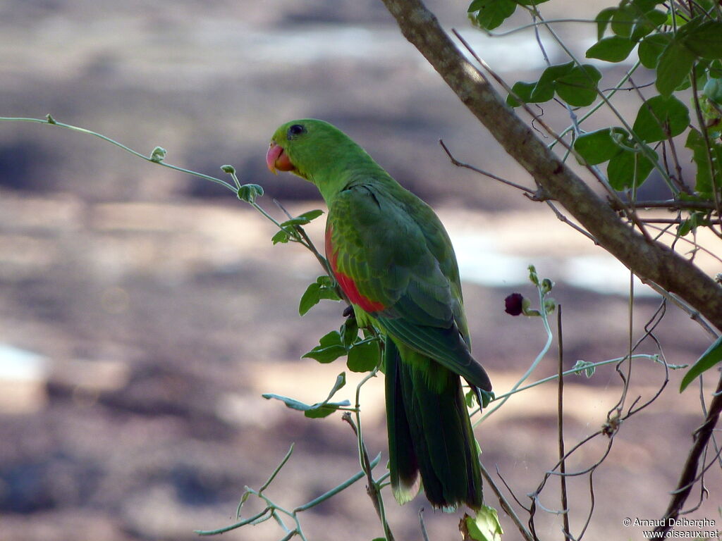 Red-winged Parrot female