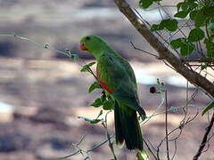 Red-winged Parrot