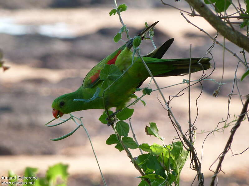 Red-winged Parrot female adult, pigmentation, eats
