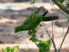 Red-winged Parrot