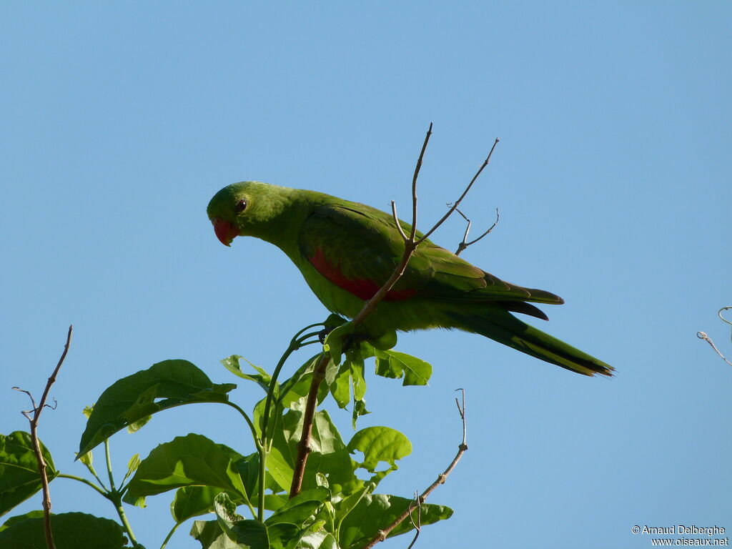 Red-winged Parrot female