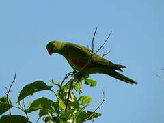 Red-winged Parrot