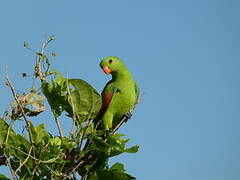 Red-winged Parrot