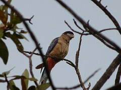 Northern Rosella