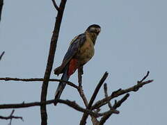 Northern Rosella