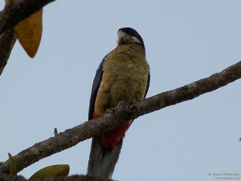 Northern Rosella