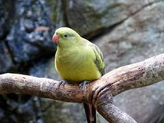 Regent Parrot