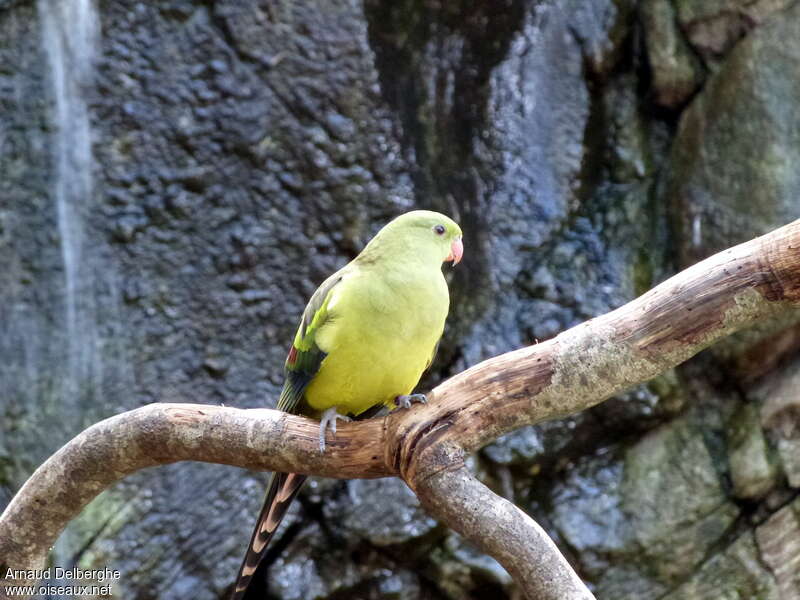 Regent Parrot female adult, identification