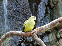 Regent Parrot