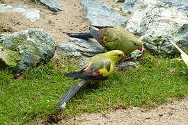 Regent Parrot