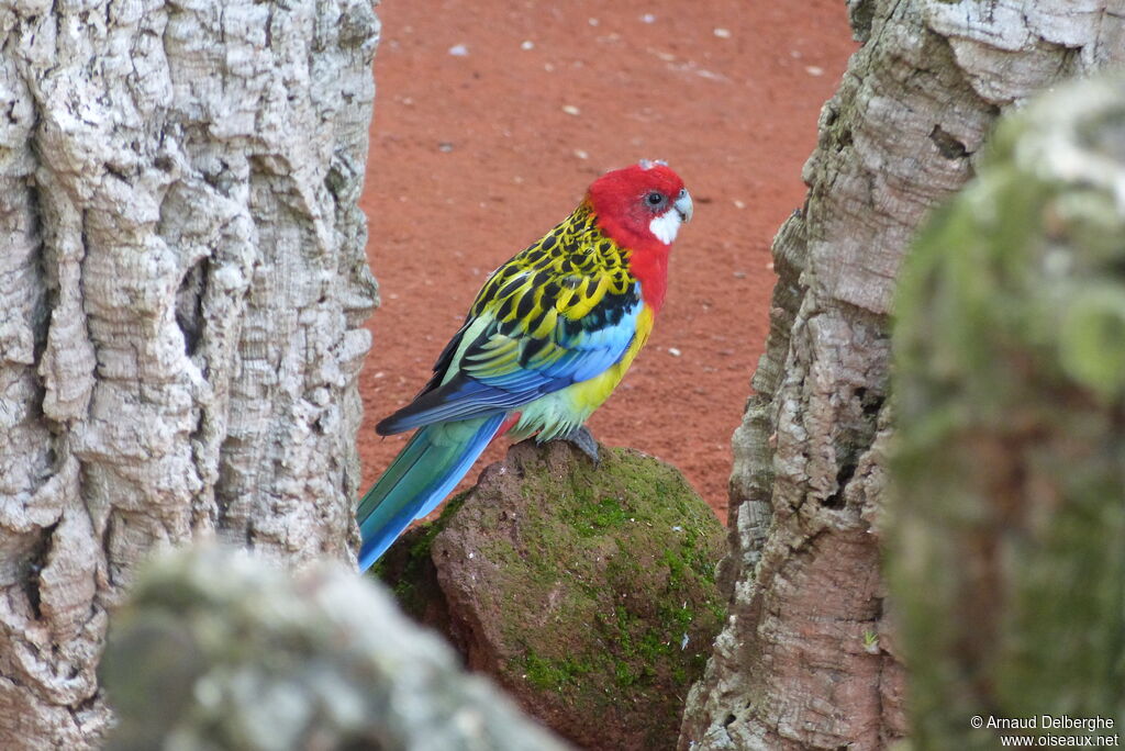 Eastern Rosella