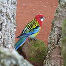 Perruche omnicolore