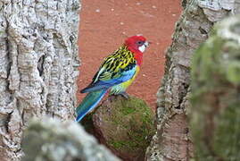 Eastern Rosella