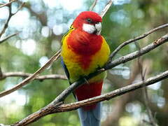 Eastern Rosella