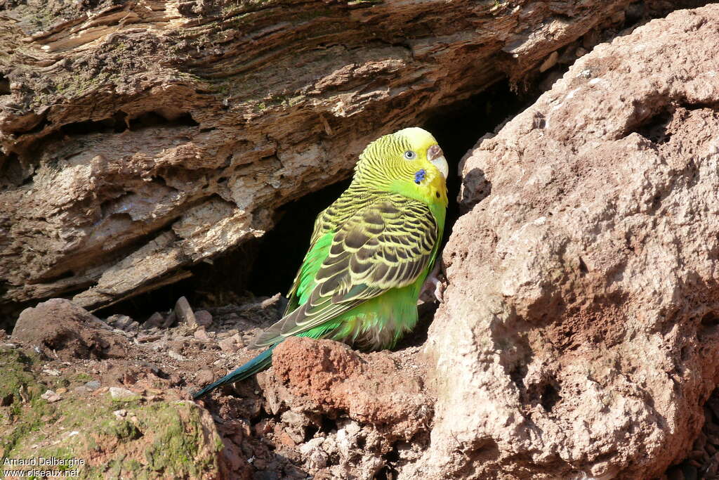 Budgerigar female adult, identification