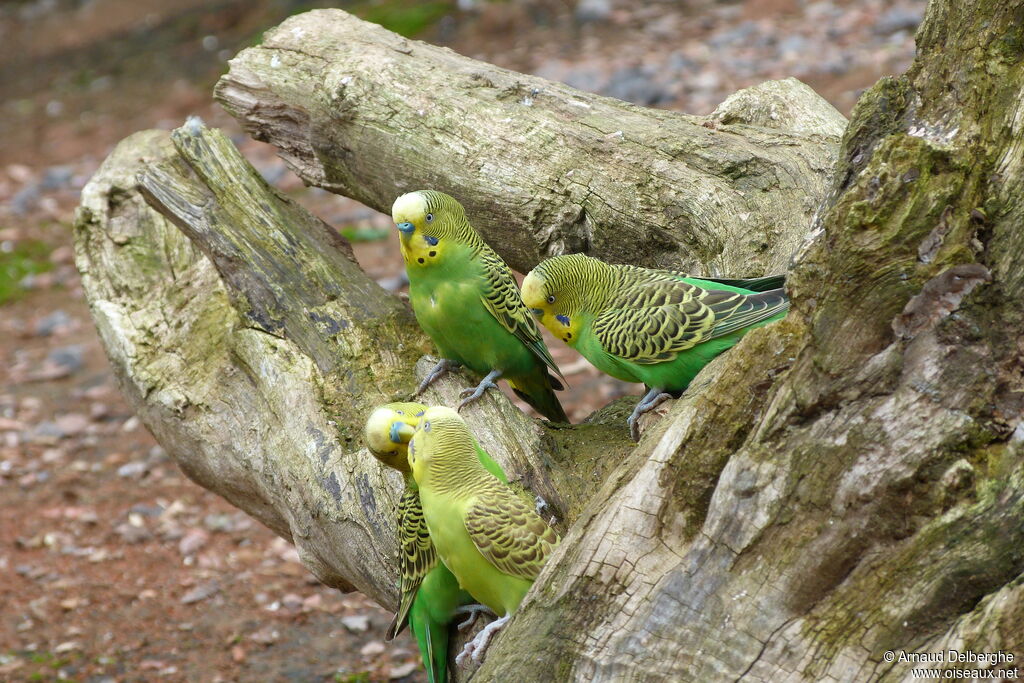 Budgerigar