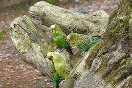 Budgerigar