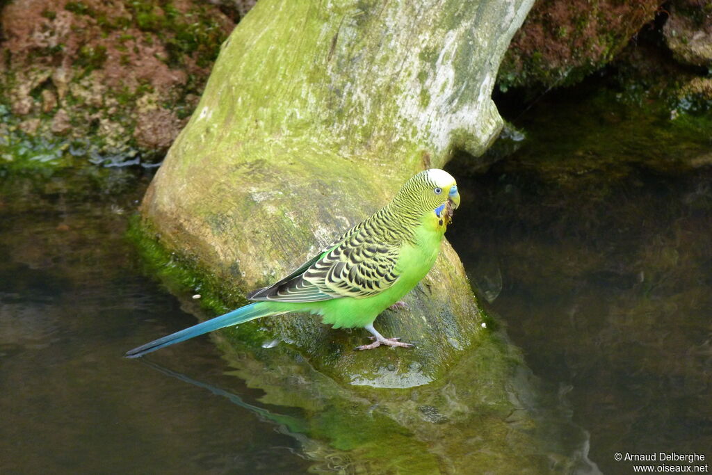 Perruche ondulée