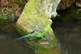 Budgerigar