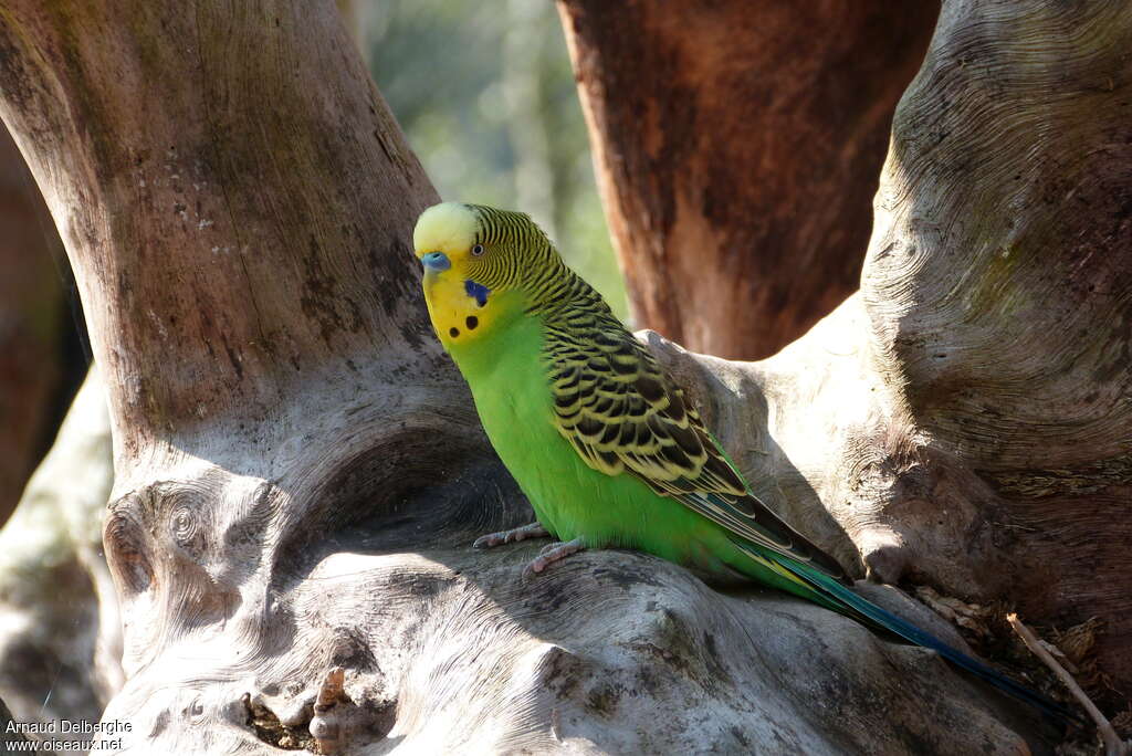 Budgerigaradult, identification