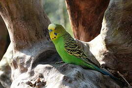 Budgerigar