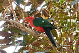 Australian King Parrot