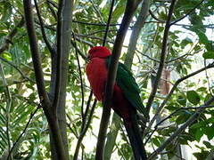 Australian King Parrot